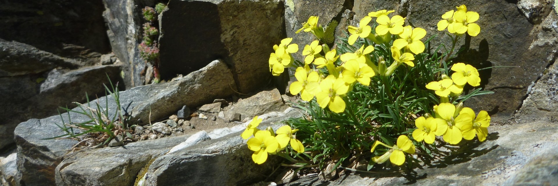 cropped-rocher-fleurs-jaunes.jpg