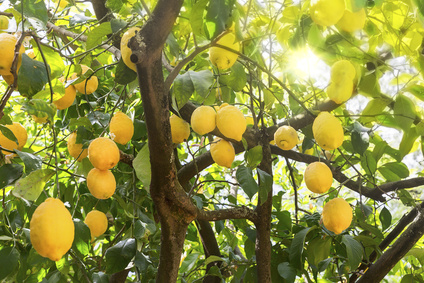 Reife Zitronen am Baum mit Gegenlicht