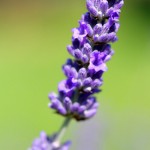 Gorgeous Lavender Purple flower and blurry background