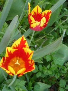 2 tulipes