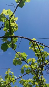 vigne 2 petites branches