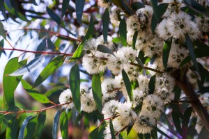 Closeup of soap mallee (Eucalyptus diversifolia) plant