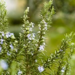 Rosemary in flowering (Rosmarinus officinalis)