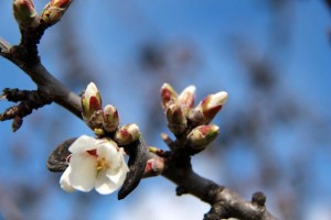bourgeons fleurs
