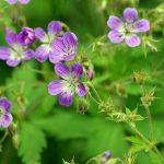 flower-830399_640