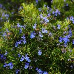 rosemary-1090419_640